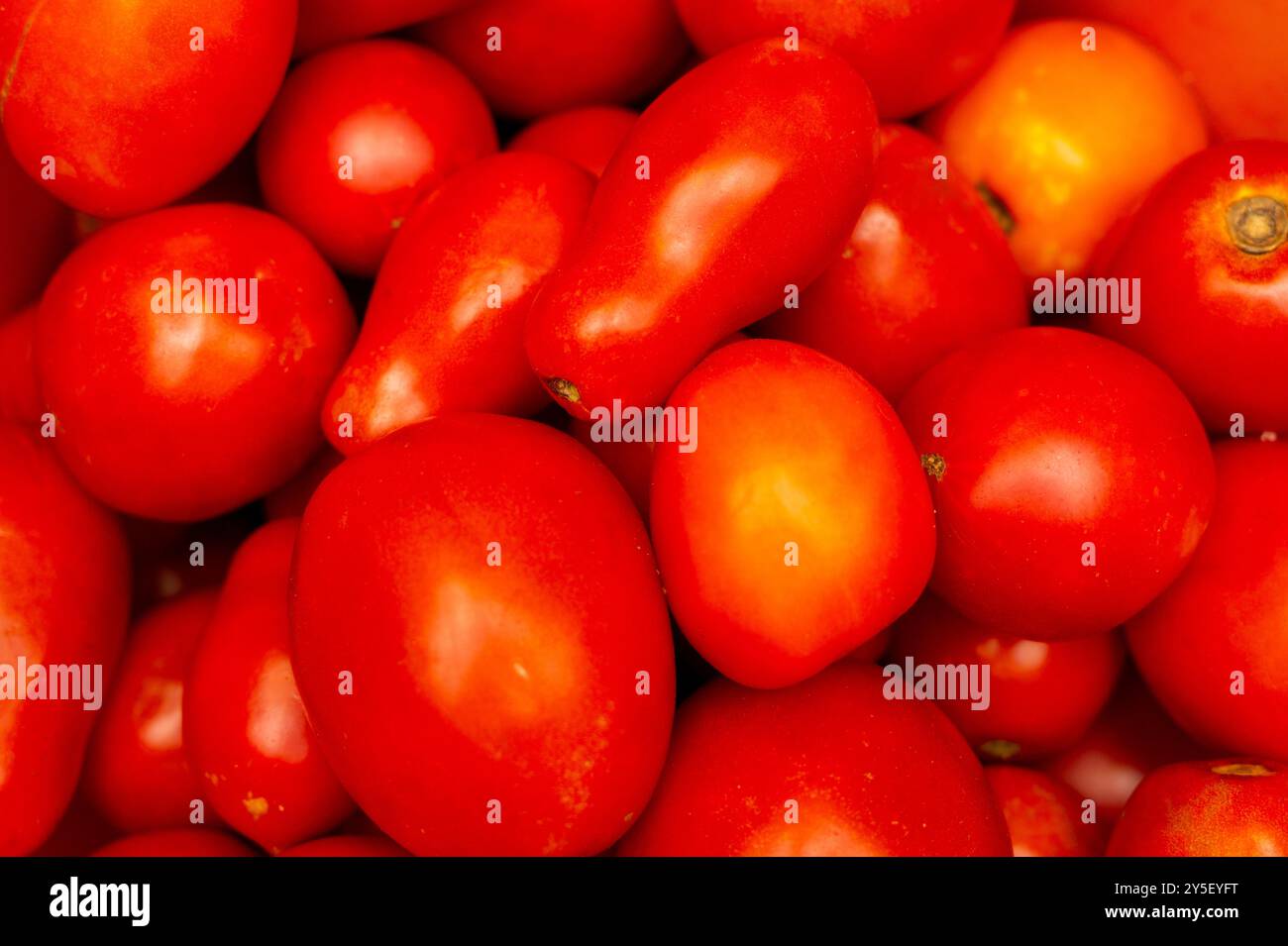 Varietà di pomodori rossi maturi freschi sul mercato. Foto Stock