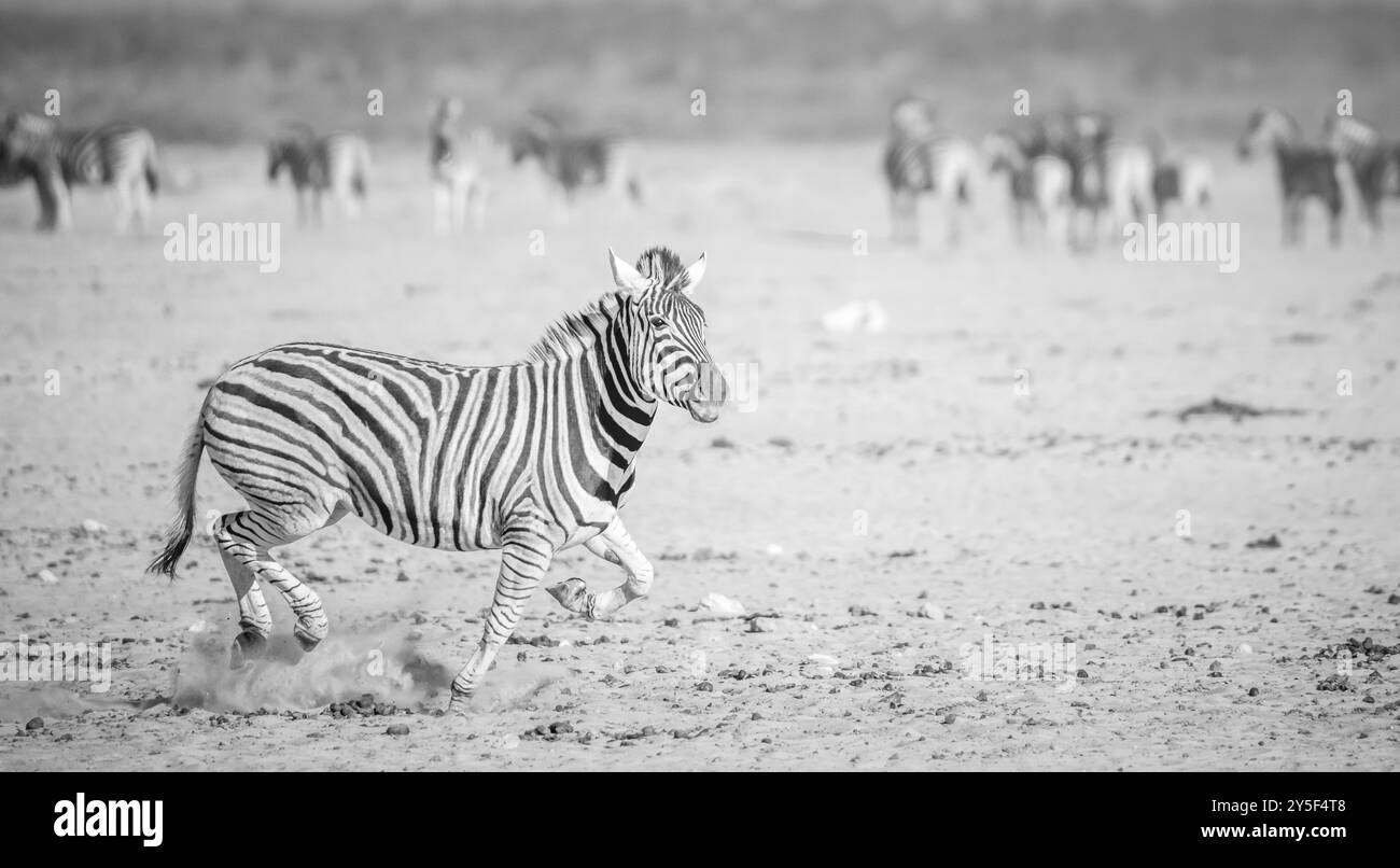 Zebre adattate al deserto in Namibia, Africa Foto Stock