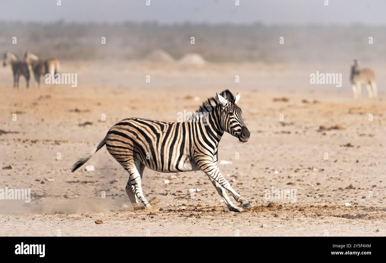 Zebre adattate al deserto in Namibia, Africa Foto Stock