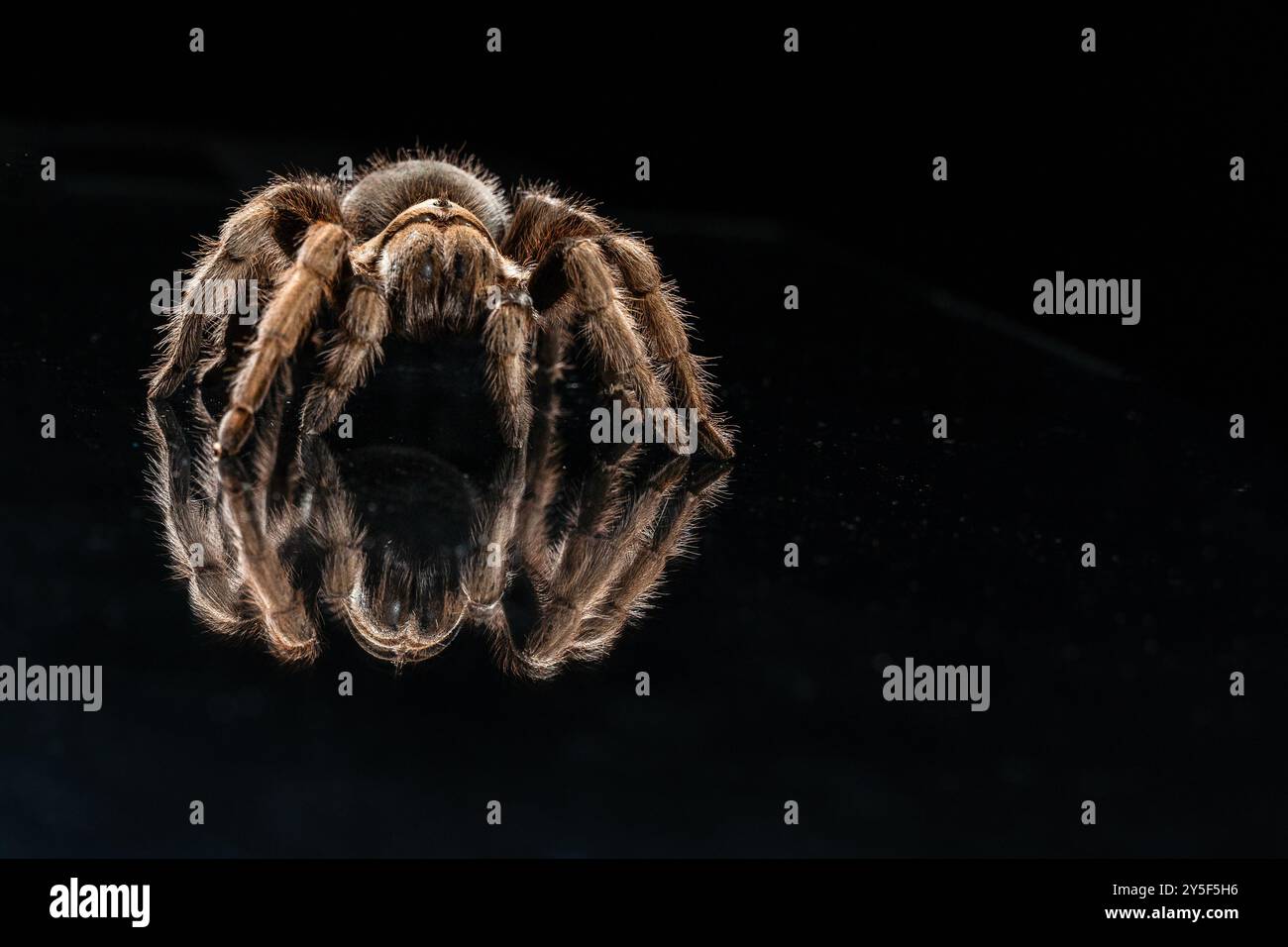 Primo piano del ragno tarantola (Theraphosidae) che cammina su sfondo nero riflettente. Foto Stock