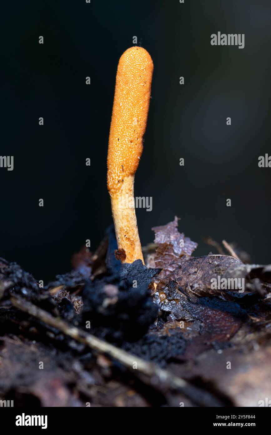 Cordyceps militaris (Scarlet Caterpillar Club) funghi - DuPont state Recreational Forest - Cedar Mountain, vicino a Brevard, North Carolina, Stati Uniti Foto Stock