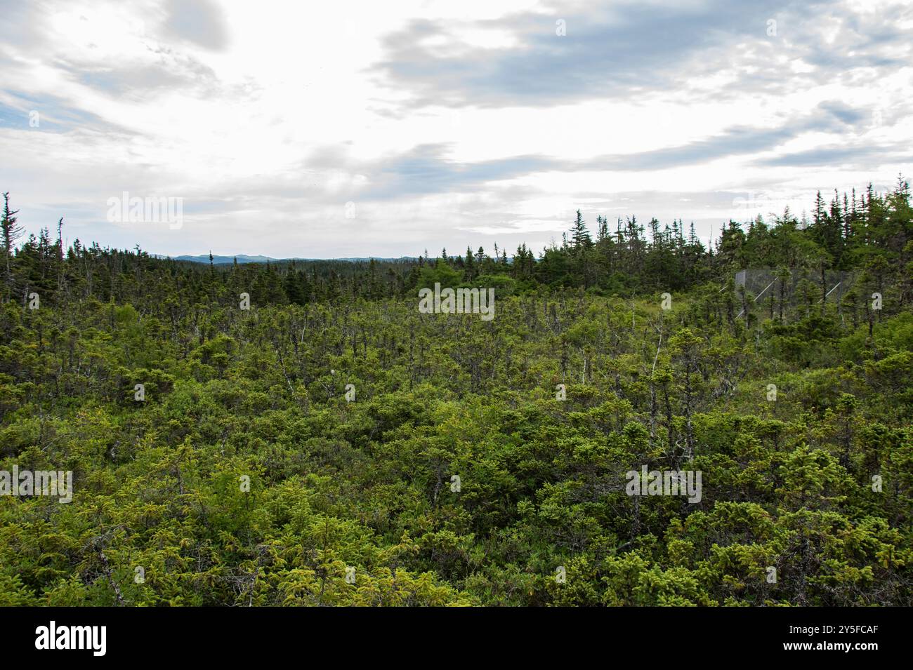 Campo aperto nella foresta al Salmonier Nature Park sulla NL 90 a Holyrood, Terranova & Labrador, Canada Foto Stock