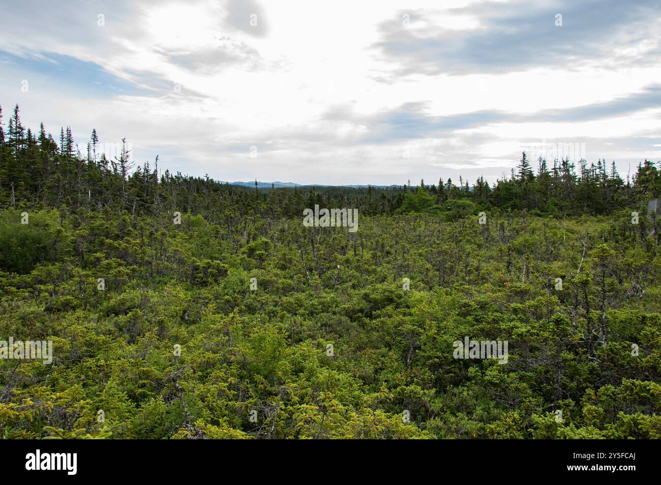 Campo aperto nella foresta al Salmonier Nature Park sulla NL 90 a Holyrood, Terranova & Labrador, Canada Foto Stock