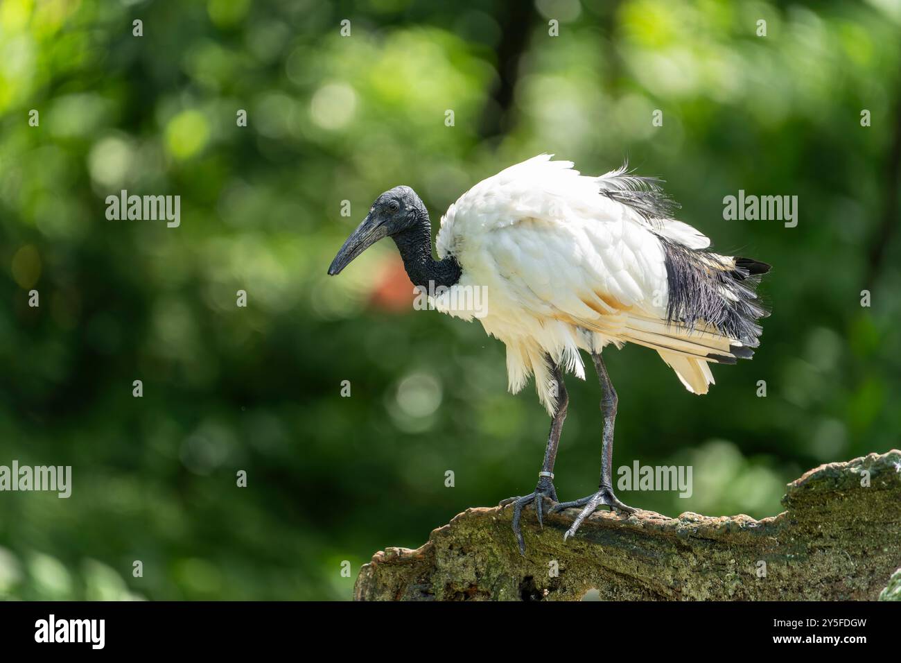 Ibis dalla testa nera seduto su una roccia Foto Stock