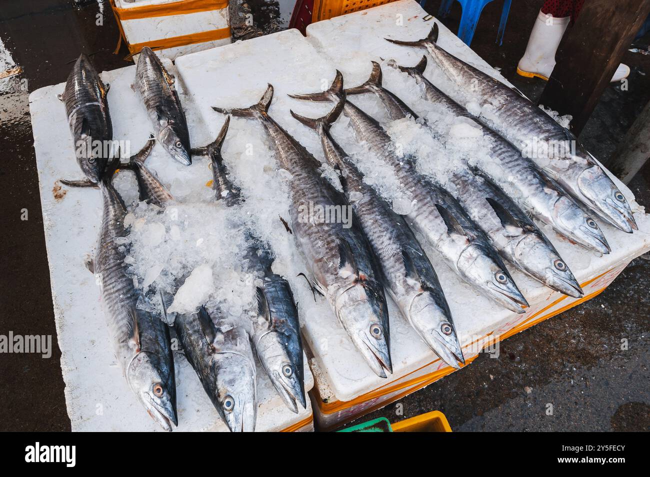 Pesce barracuda fresco al bancone del mercato del pesce di strada in Vietnam in Asia Foto Stock