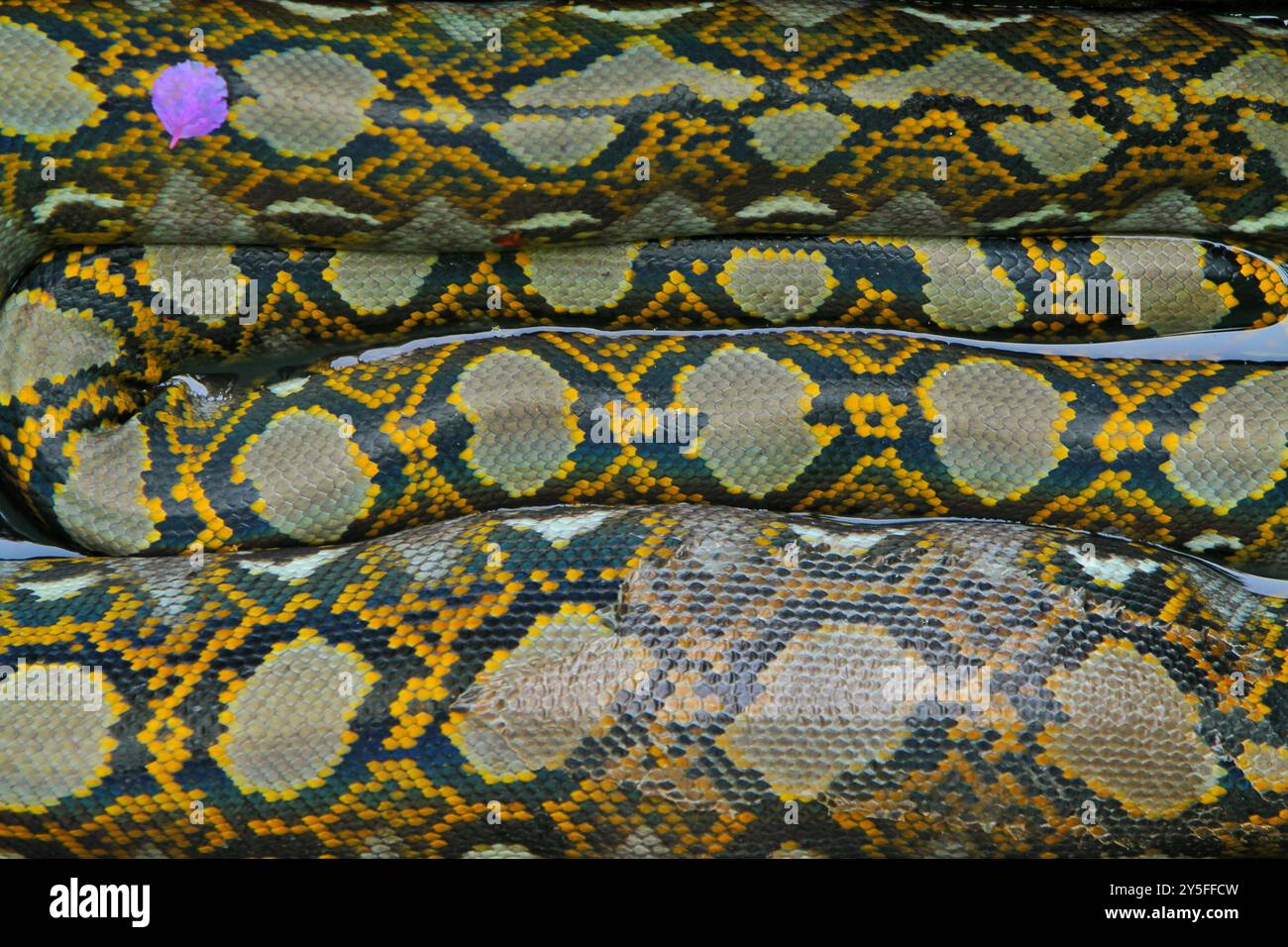 Python Foto Stock
