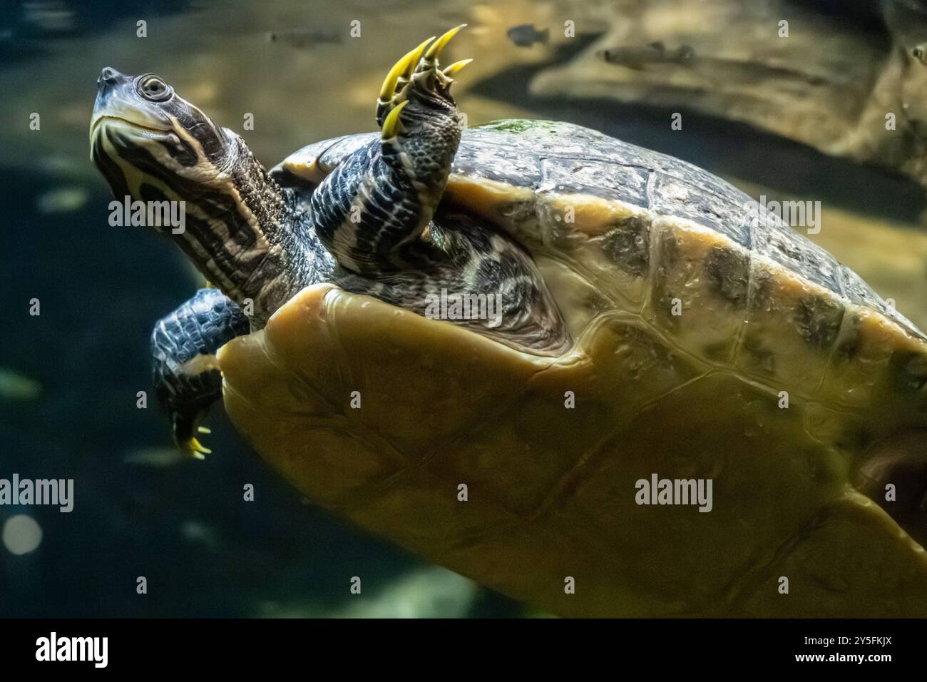 Eastern River Cooter (Pseudemys concinna concinna) nuotando sott'acqua presso il Georgia Aquarium nel centro di Atlanta, Georgia. (USA) Foto Stock