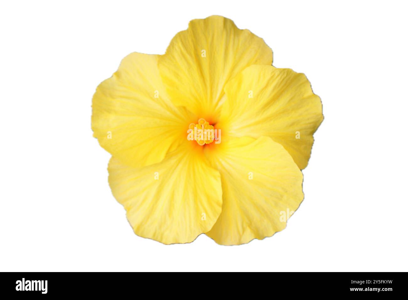 L'Hibiscus (Hibiscus) è un genere della famiglia mallow Foto Stock