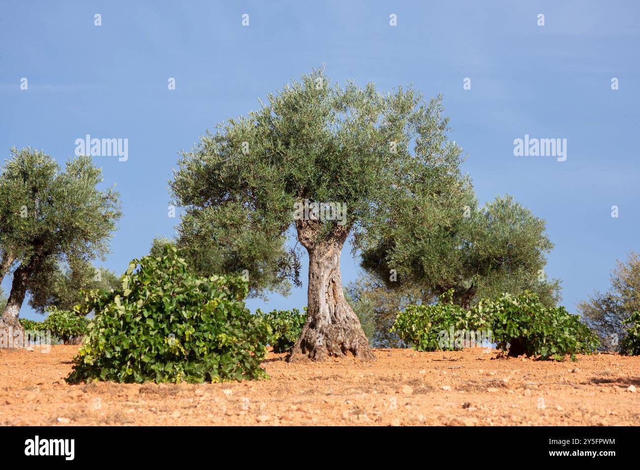 Paesaggio di campagna con ulivi e viti in vigna e oliveti. Agricoltura. Foto Stock