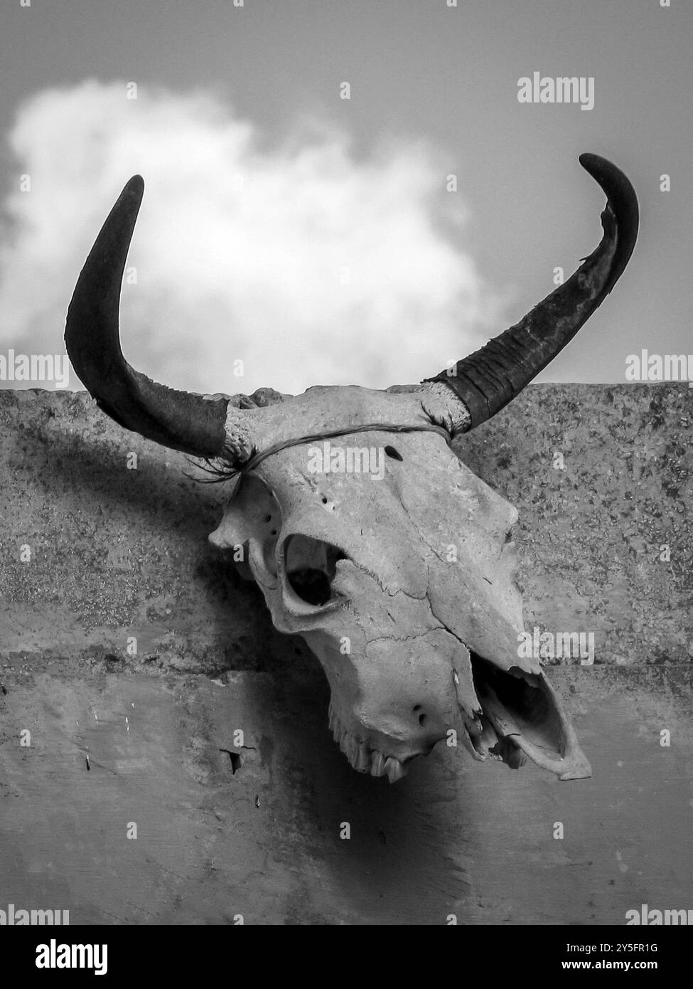 cranio di toro Foto Stock