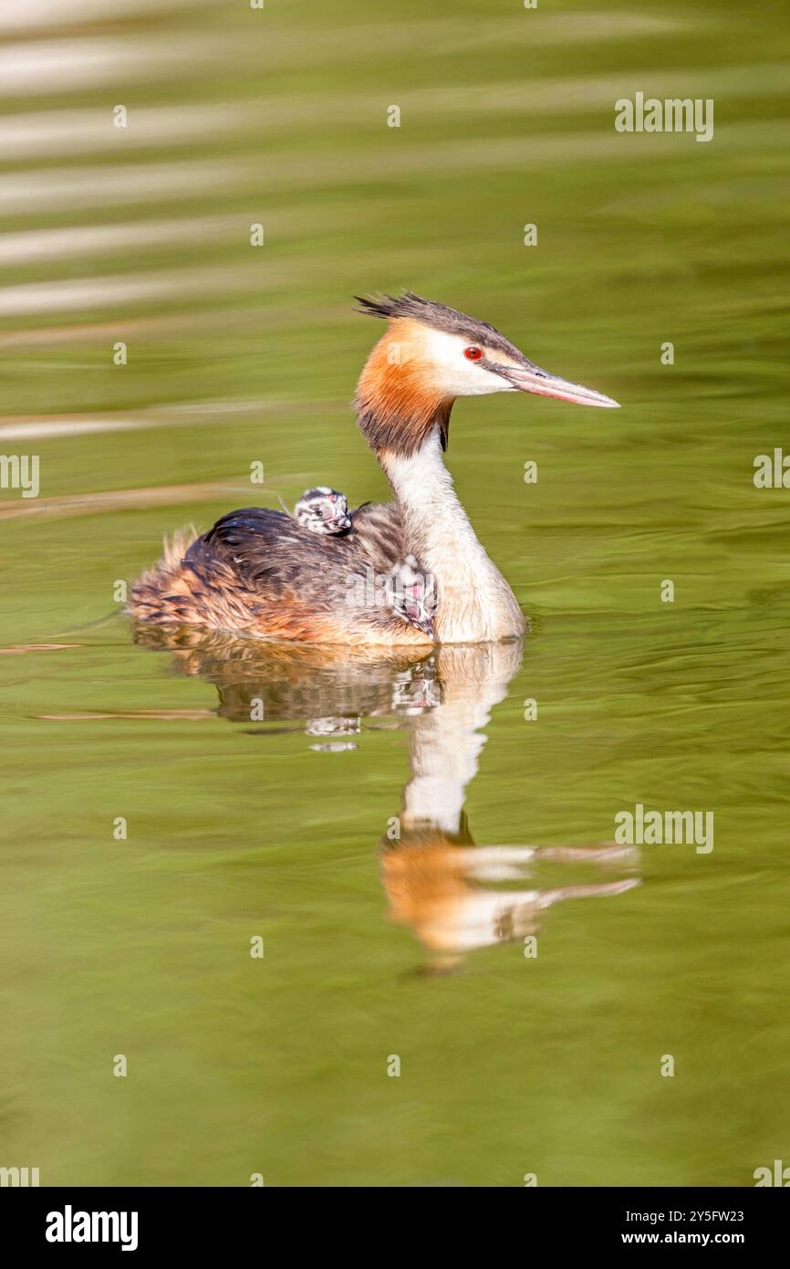 Svasso maggiore -Podiceps cristatus- per il Lac du Bourget, Savoie, Rhône-Alpes, Francia Foto Stock