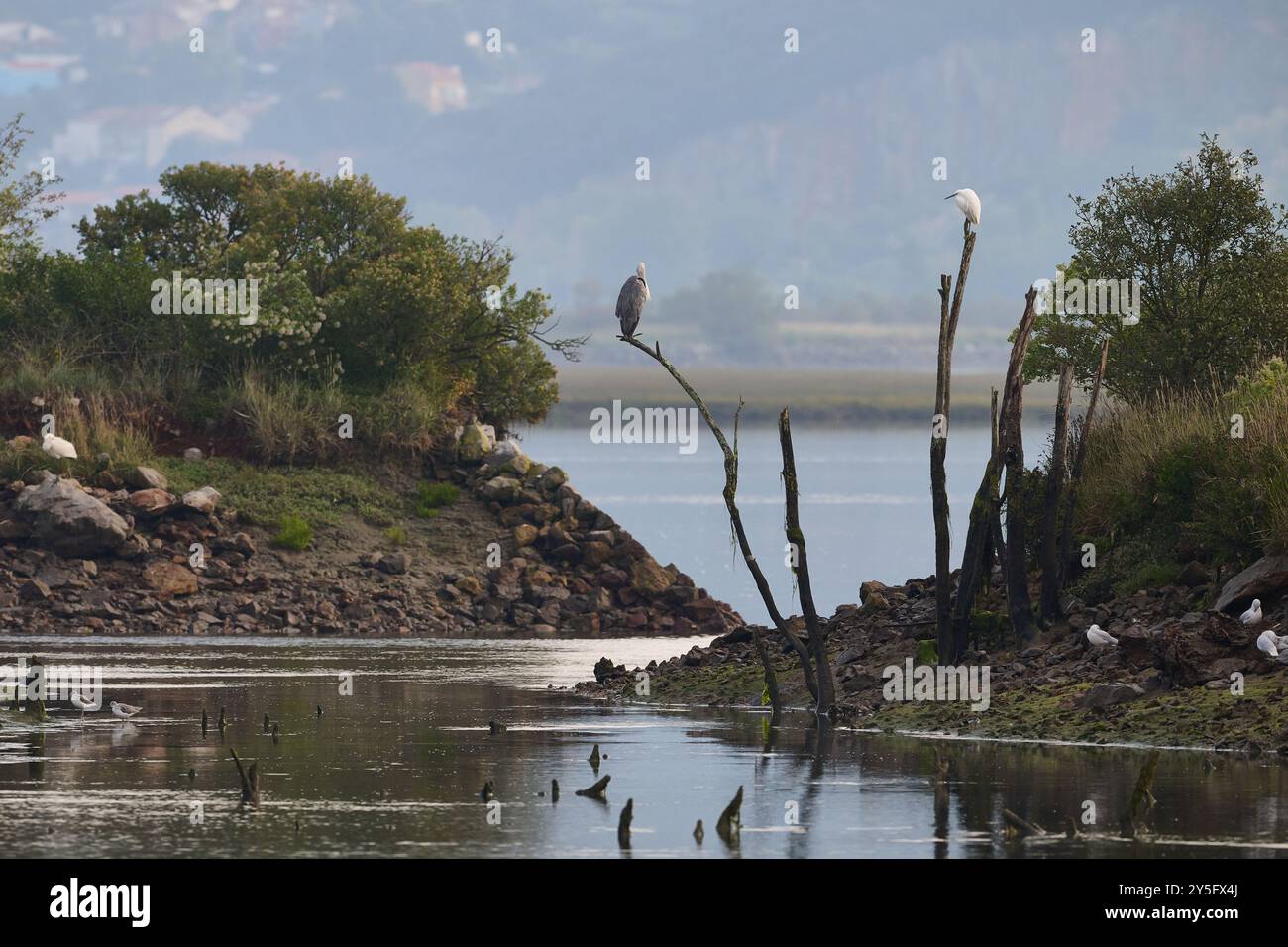 Uccelli nelle paludi di Victoria e Joyel, Santoña, Cantabria, Spagna Foto Stock