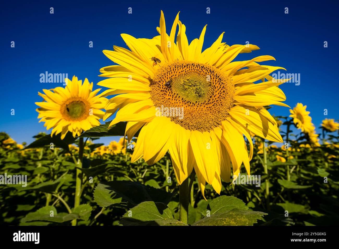 I girasoli in fiore (Helianthus annuus) si distinguono da un campo di girasoli, un'ape del miele carniolana (Apis mellifera carnica) vola verso di loro. Foto Stock