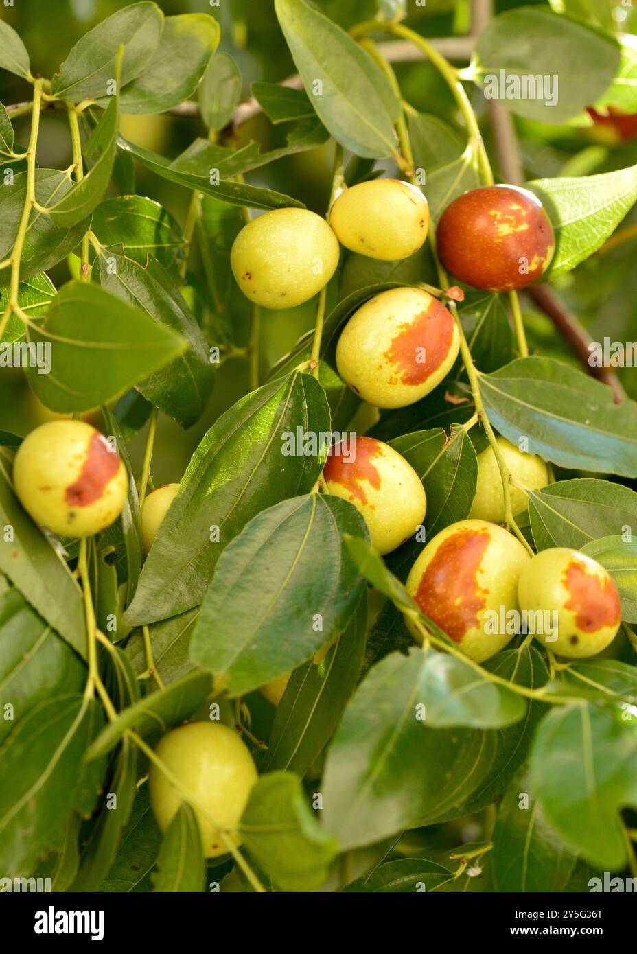 Ziziphus jujuba o jujube rosso data o cinese data frutta maturazione su un albero Foto Stock