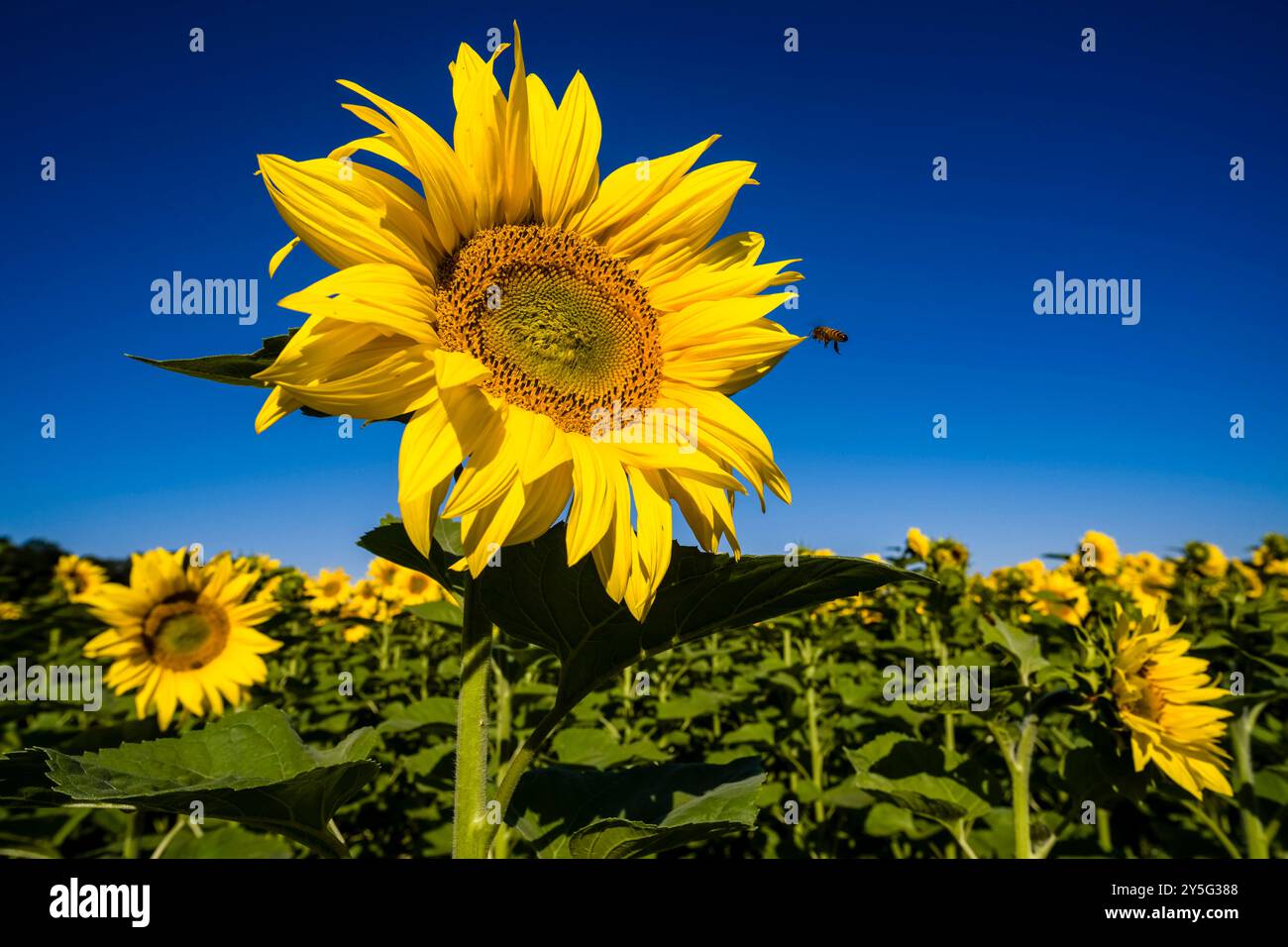 Fiori di girasoli in fiore Helianthus annuus si distinguono da un campo di girasoli, un'ape miele carniolana Apis mellifera carnica vola verso di loro. Lohmen sa Foto Stock