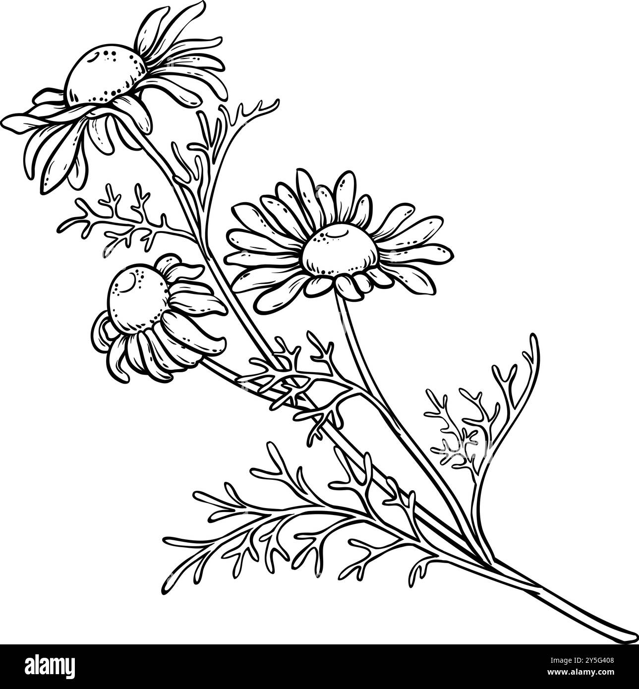 Illustrazione della pianta della camomilla con il profilo dei fiori. Illustrazione Vettoriale