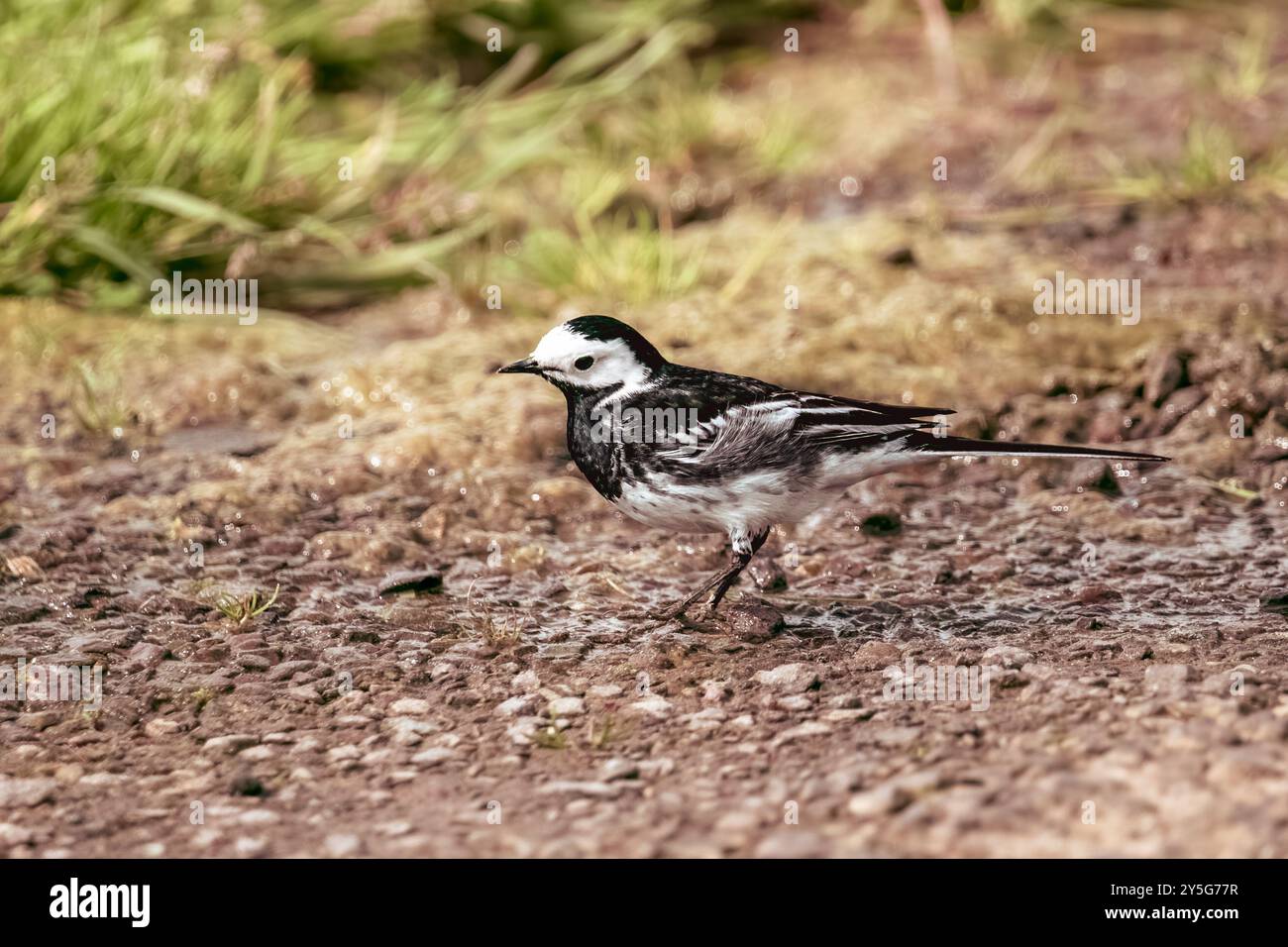 Un uccello bianco è arroccato su una superficie rocciosa. L'uccello ha segni neri sulle sue piume e un lungo e sottile becco. Il terreno è marrone e grigio, W Foto Stock