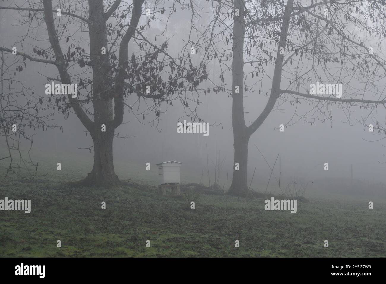 Una nebbiosa scena invernale con alveare tra due alberi Foto Stock