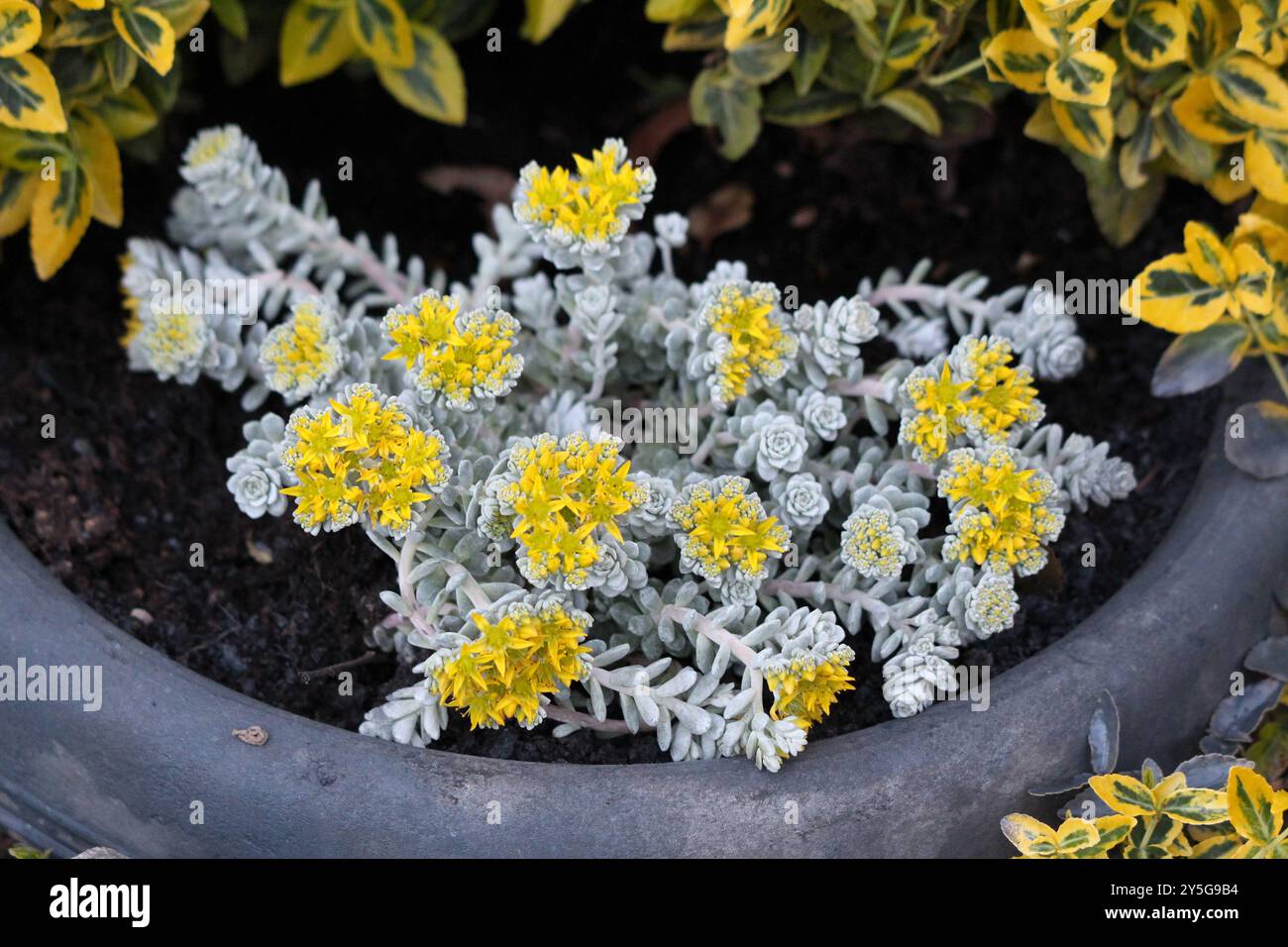 Sedum Spathulifolium Cape Blanco o Cape Blanco Sedum o terreno a foglia larga Stonecrop che abbraccia piante perenni sempreverdi che formano tappeto di grigio polveroso Foto Stock