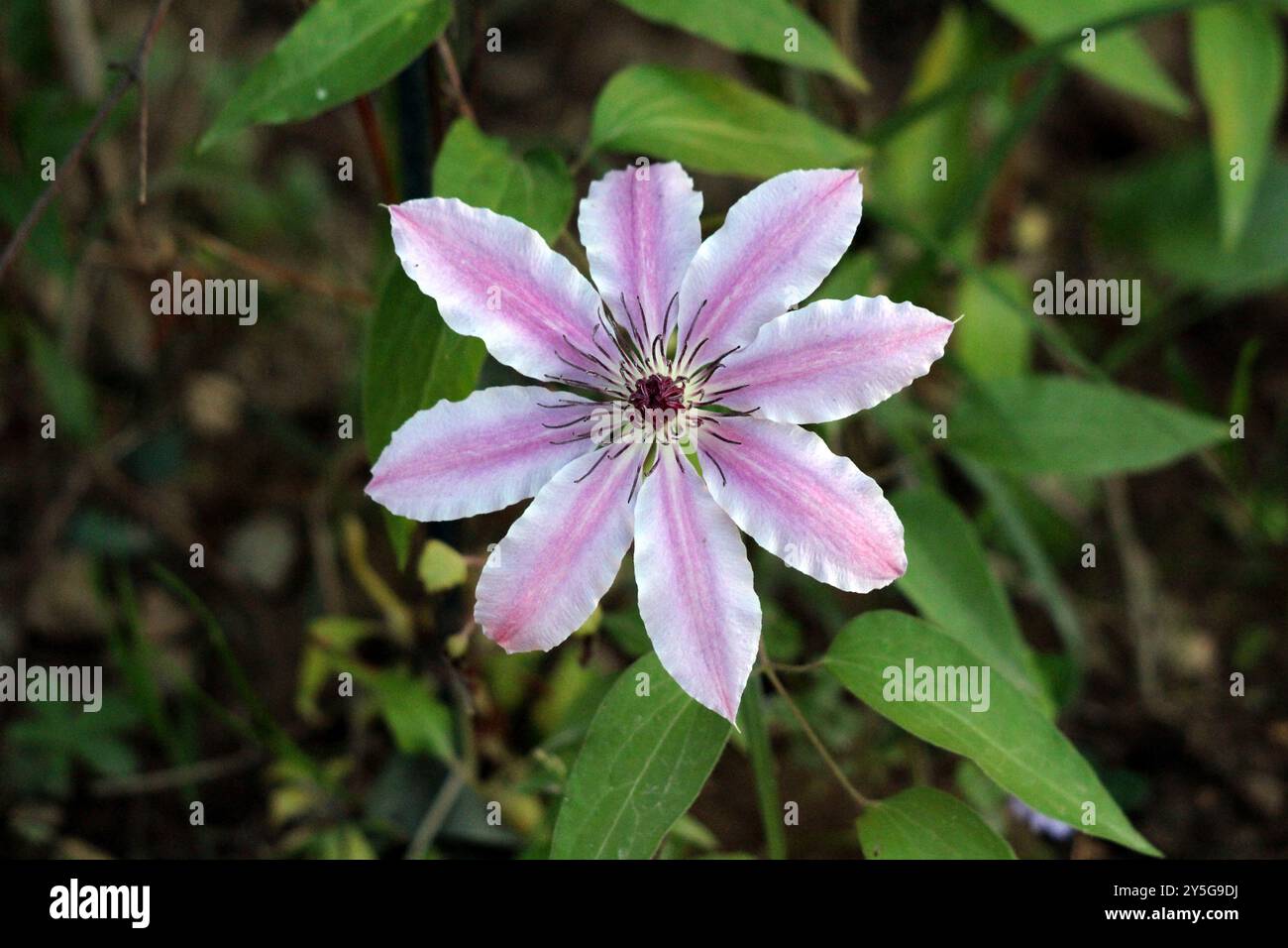 Clematis Nelly Moser singolo o fiore in pelle Nelly Moser facile da curare perenne piante perenni di medie dimensioni per scalatore a foglie decidue con grande similpelle Foto Stock