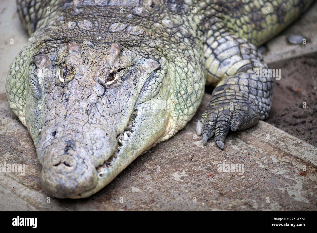 Un coccodrillo del Nilo giace pigramente al suo fianco allo zoo di Berlino, mostrando la sua pelle ruvida e le sue potenti mascelle. Foto Stock