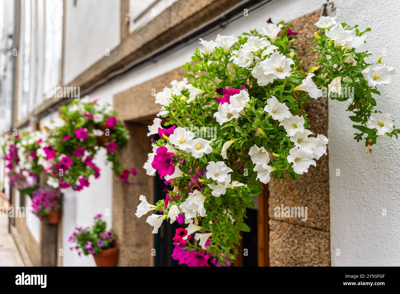 Fiori sulle facciate della monumentale città di Santiago de Compostela, Galizia Foto Stock