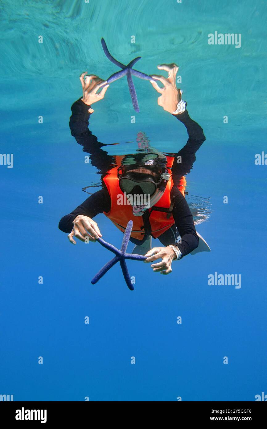 Indonesia Lembeh - mano che tiene la stella blu del mare - Linckia laevigata Foto Stock