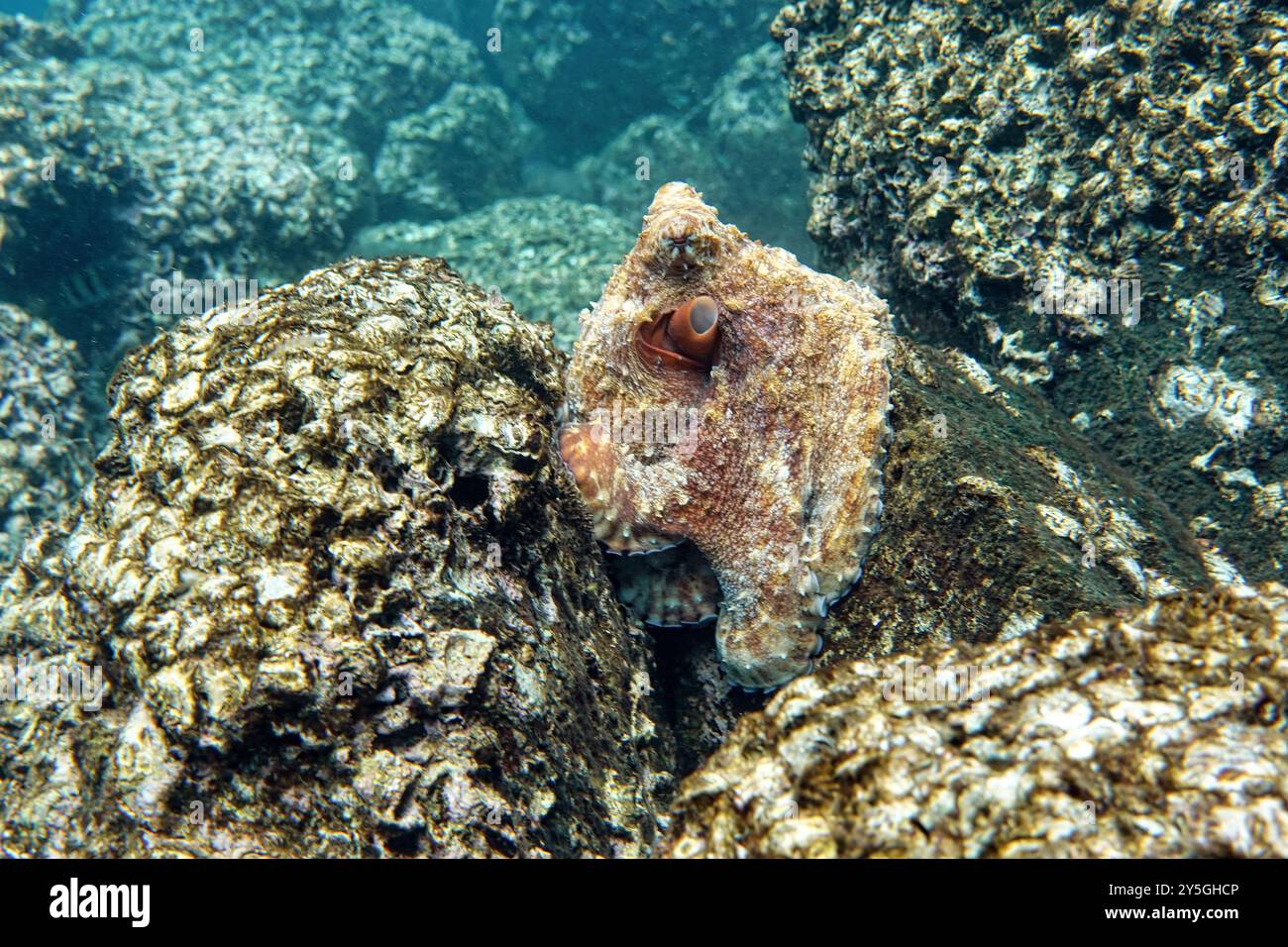 Indonesia Lembeh - polpo nascosto tra le rocce - polpo comune Foto Stock