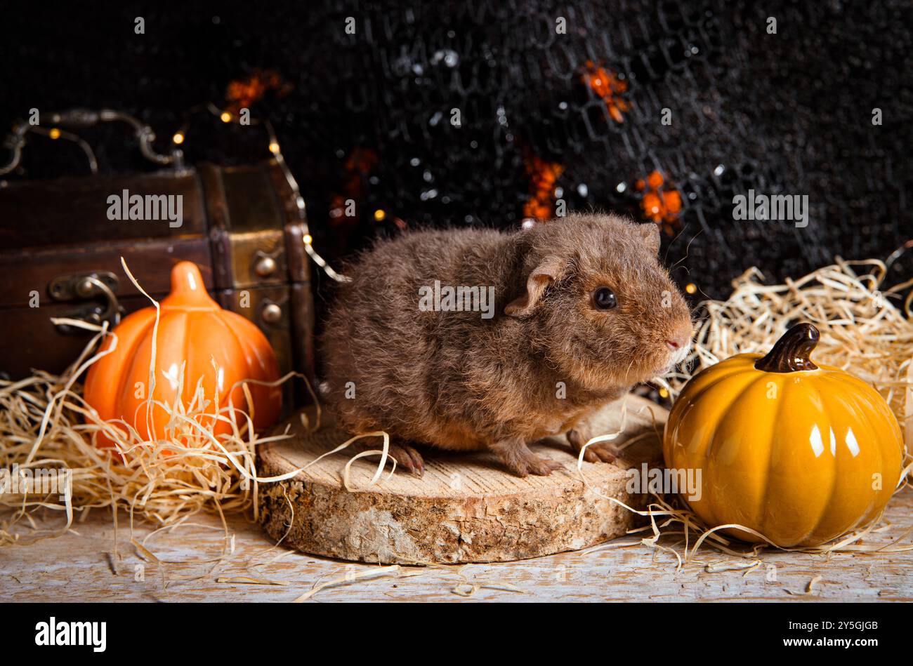 Simpatico porcellino d'India Cavia sullo sfondo autunnale di Halloween. Zucche in ceramica, sfondo posteriore, foto in studio. Foto Stock