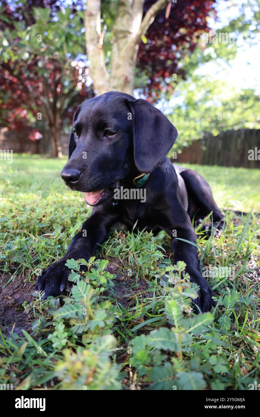 Adorabile burattino Labrador Retriever | giocoso, curioso e pieno di gioia | perfetto per gli amanti degli animali domestici e i progetti a tema canino | immagine di alta qualità Foto Stock