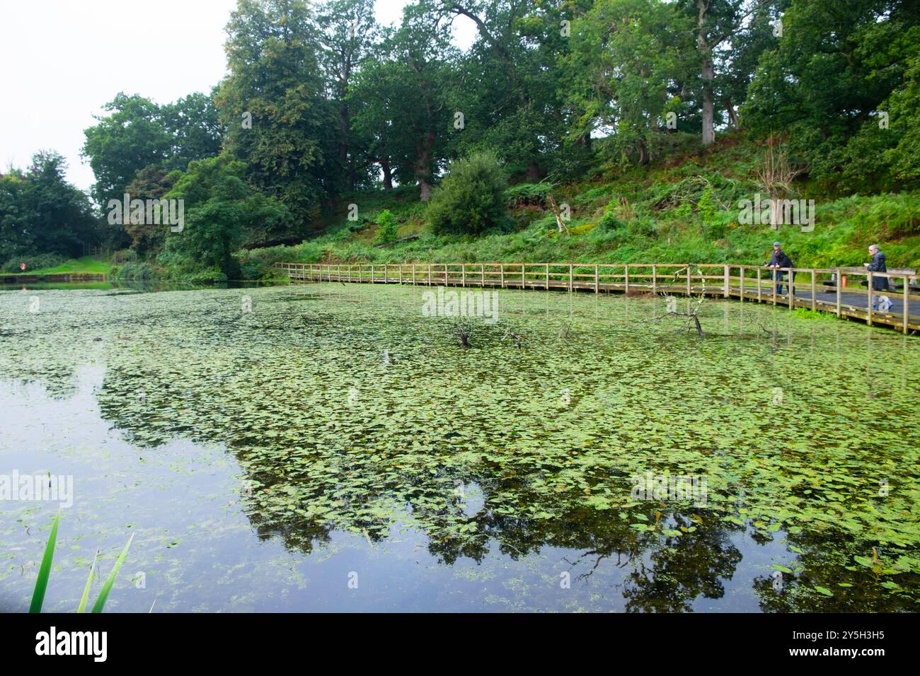 I visitatori del parco dei cervi di Llandeilo osservano le piante che galleggiano sullo stagno nell'autunno di settembre 2024 Carmarthenshire Dyfed Wales UK Great Britain KATHY DEWITT Foto Stock