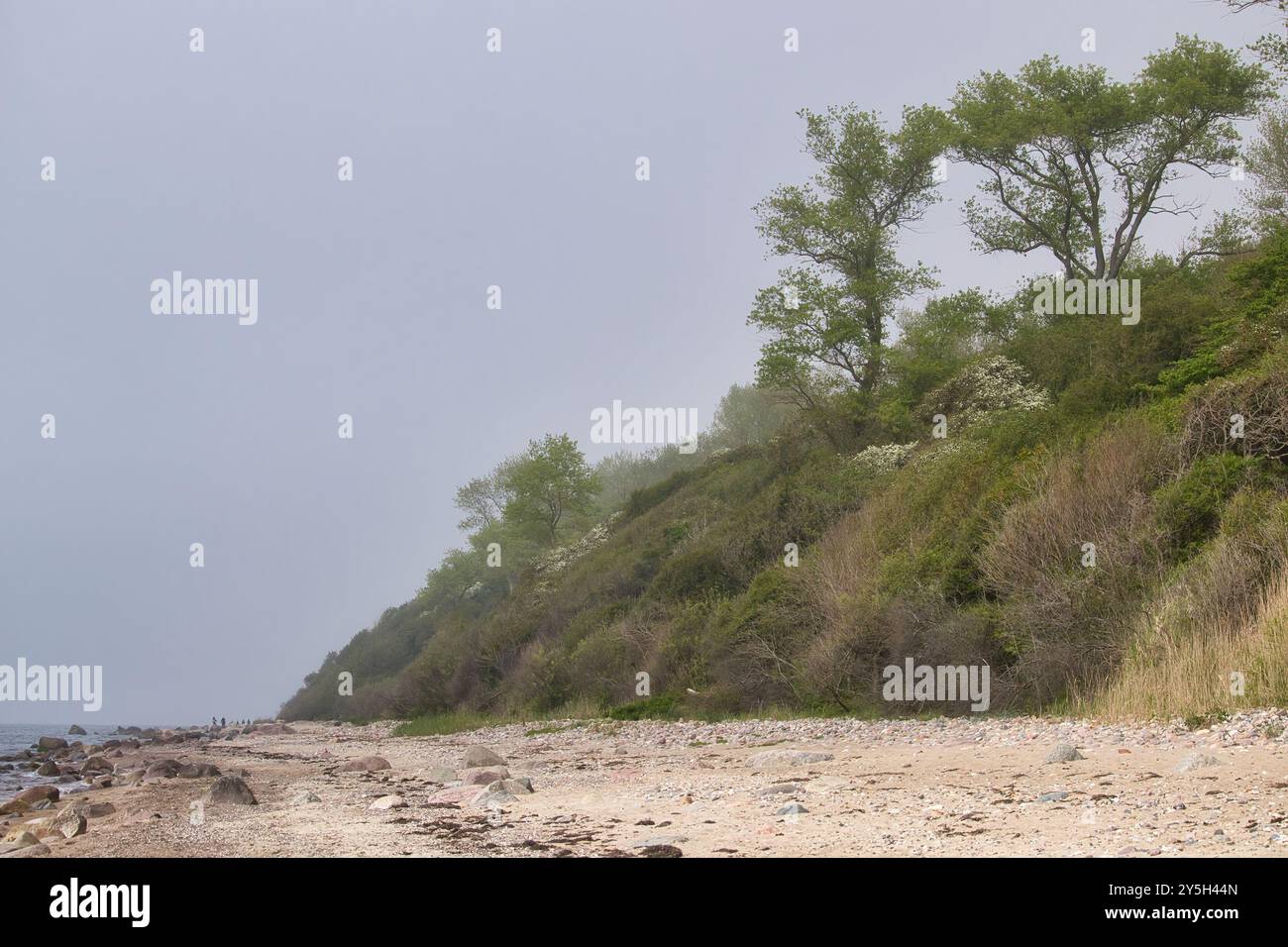 Collina ricoperta di piante verdi in una spiaggia nella Germania settentrionale in una nebbiosa giornata primaverile. Foto Stock