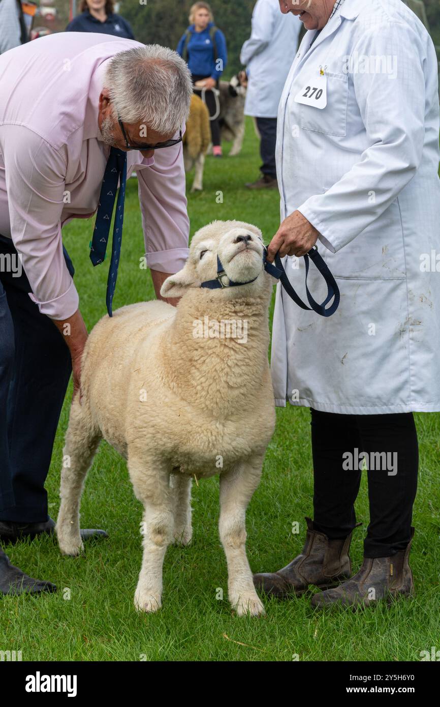 Concorso di pecore al Newbury Show, 21 settembre 2024. L'evento annuale si è svolto al Newbury Showground, Berkshire, Inghilterra, Regno Unito, durante il fine settimana. Foto Stock Concorso di pecore al Newbury Show, 21 settembre 2024. L'evento annuale si è svolto al Newbury Showground, Berkshire, Inghilterra, Regno Unito, durante il fine settimana. Foto Stock