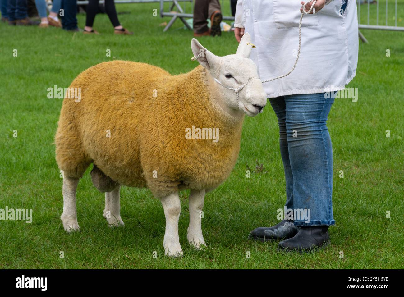 Concorso di pecore al Newbury Show, 21 settembre 2024. L'evento annuale si è svolto al Newbury Showground, Berkshire, Inghilterra, Regno Unito, durante il fine settimana. Foto Stock Concorso di pecore al Newbury Show, 21 settembre 2024. L'evento annuale si è svolto al Newbury Showground, Berkshire, Inghilterra, Regno Unito, durante il fine settimana. Foto Stock