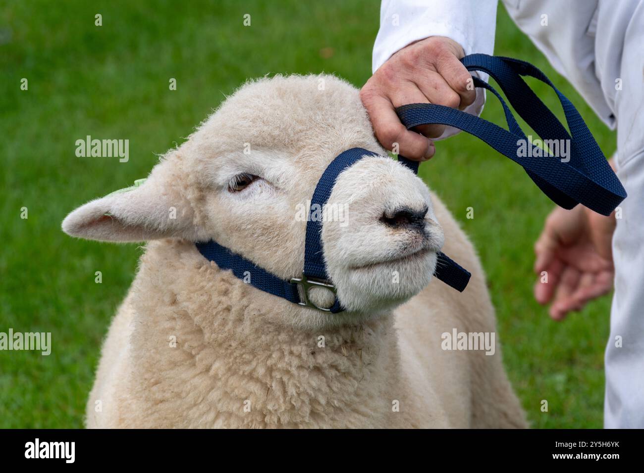 Concorso di pecore al Newbury Show, 21 settembre 2024. L'evento annuale si è svolto al Newbury Showground, Berkshire, Inghilterra, Regno Unito, durante il fine settimana. Foto Stock Concorso di pecore al Newbury Show, 21 settembre 2024. L'evento annuale si è svolto al Newbury Showground, Berkshire, Inghilterra, Regno Unito, durante il fine settimana. Foto Stock
