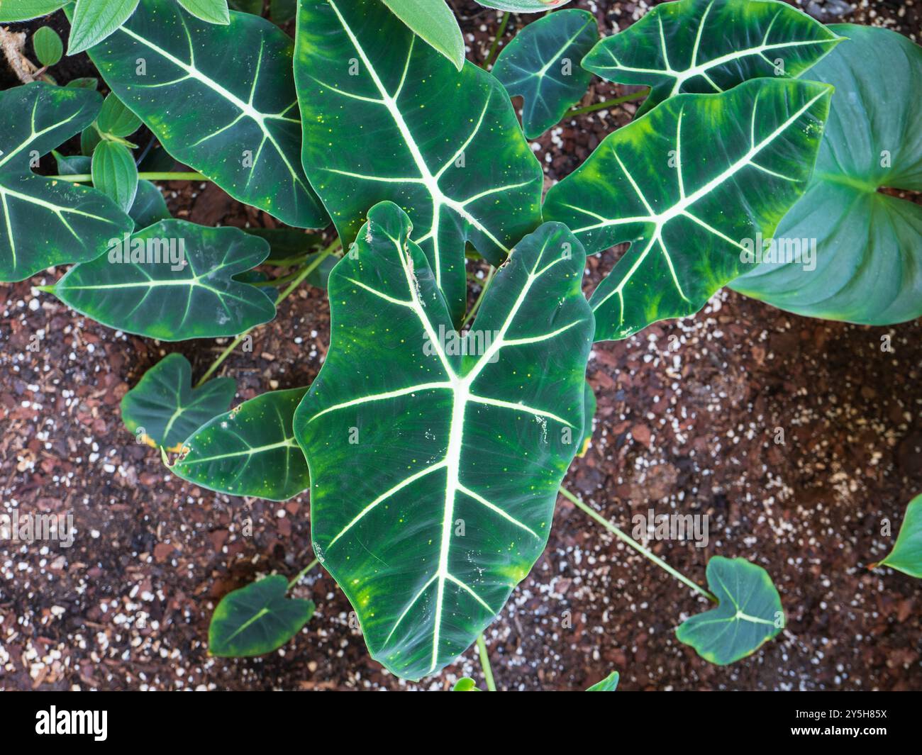 Verde brillante e vellutato con midrib bianchi della pianta perenne sempreverde tropicale, Alocasia micholitziana "Frydek" Foto Stock