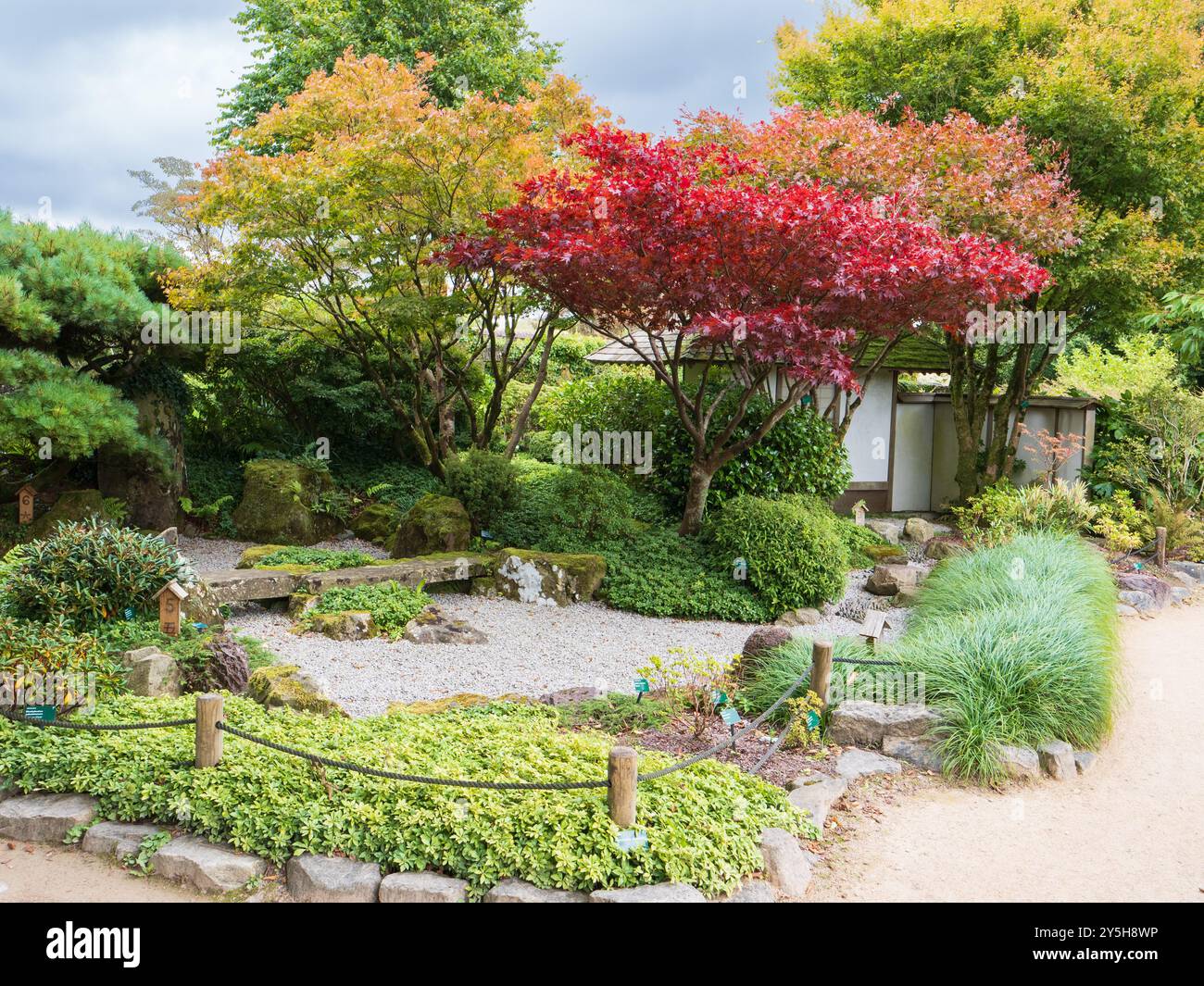 Vista del primo autunno del giardino giapponese progettato da Masao Fukuhara presso il Giardino Botanico Nazionale del Galles Foto Stock