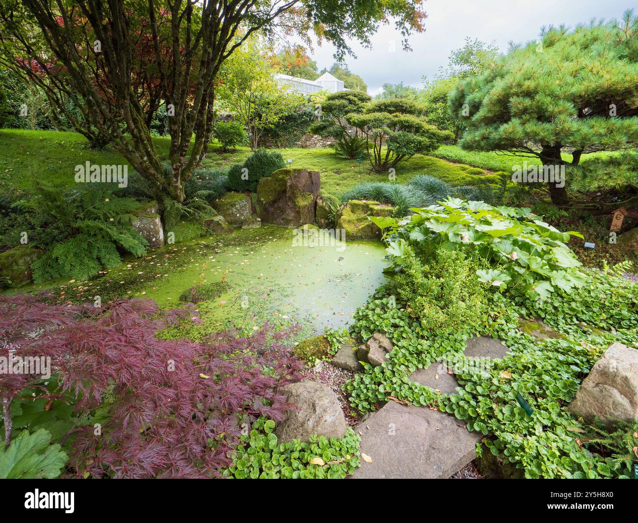 Vista del primo autunno del giardino giapponese progettato da Masao Fukuhara presso il Giardino Botanico Nazionale del Galles Foto Stock