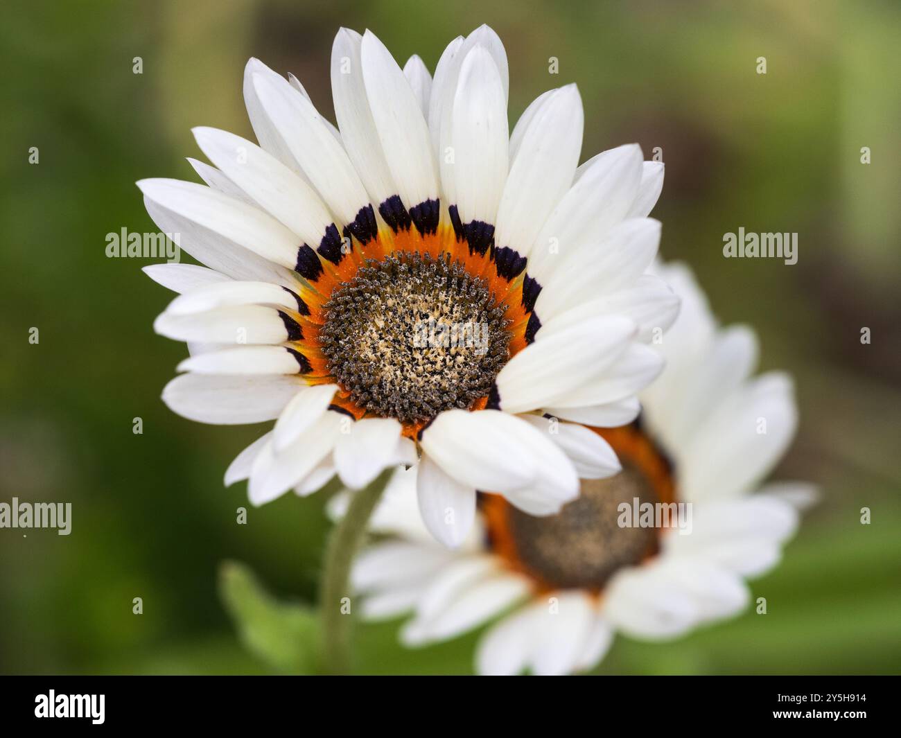 Fiore della forma bianca della margherita del capo sudafricano, Venidium fastuosum "White" Foto Stock