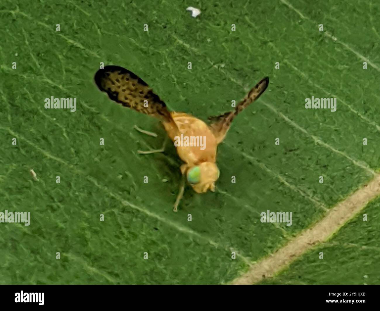 (Icterica seriata) Insecta Foto Stock