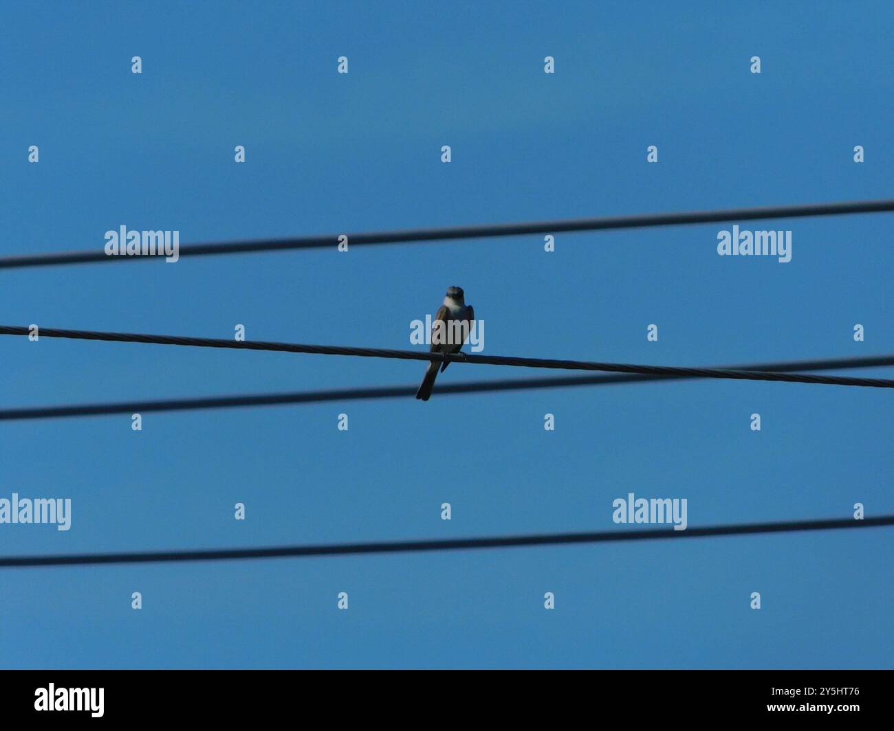 Gray Kingbird (Tyrannus dominicensis) Aves Foto Stock