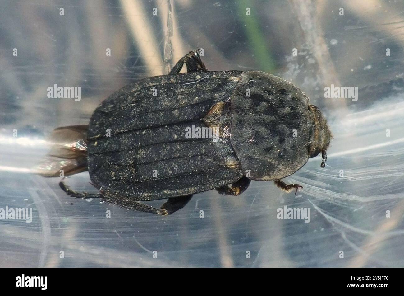 (Thanatophilus sinuatus) Insecta Foto Stock