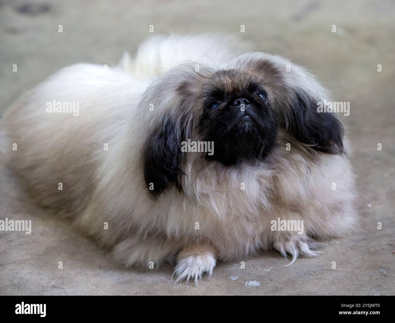 Carino piccolo e soffice cucciolo di cane pekingese Foto Stock