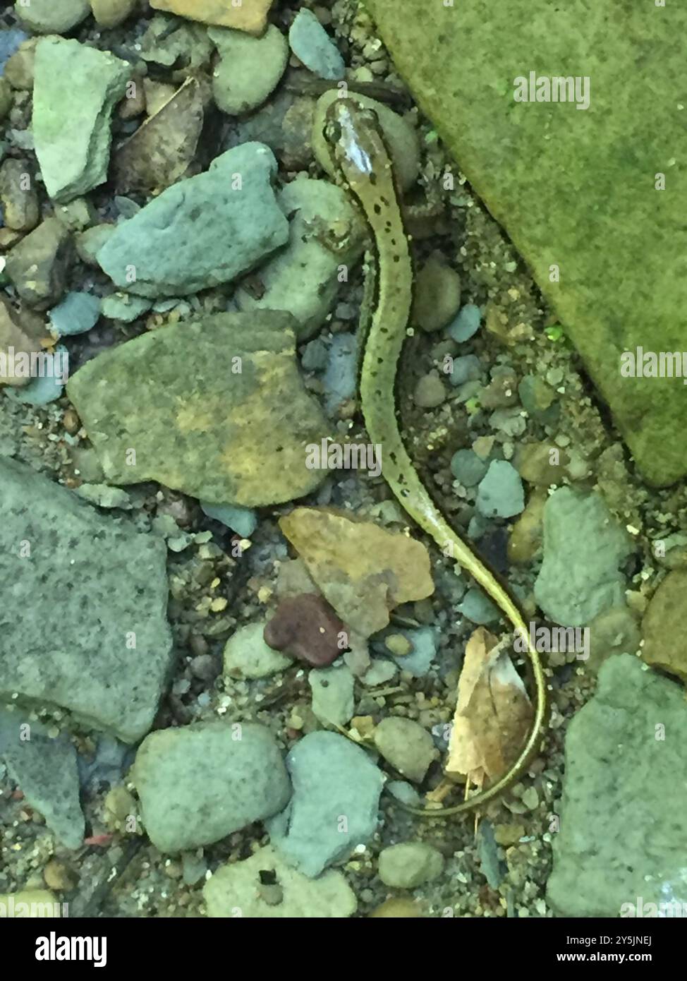 Salamandra meridionale a due linee (Eurycea cirrigera) Amphibia Foto Stock