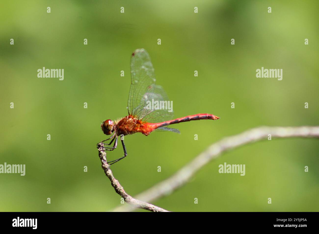 Ruby Meadowhawk (Sympetrum rubicundulum) Insecta Foto Stock