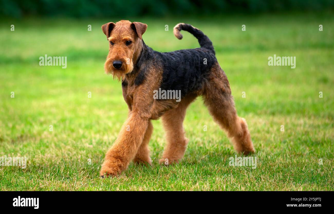 Airedale Terrier si muove sull'erba Foto Stock