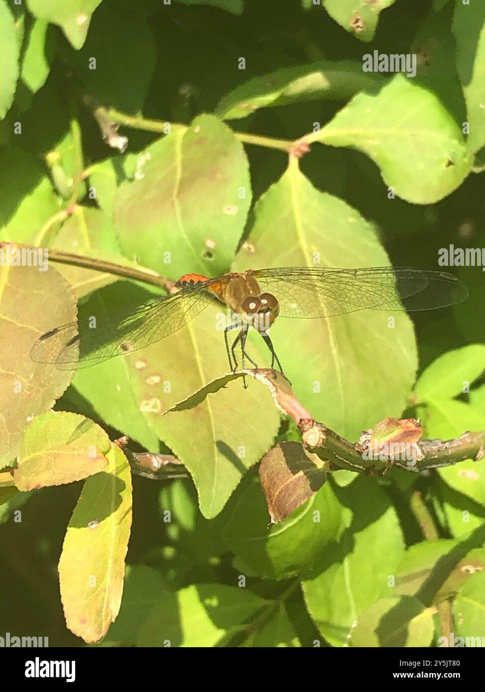 Ruby Meadowhawk (Sympetrum rubicundulum) Insecta Foto Stock