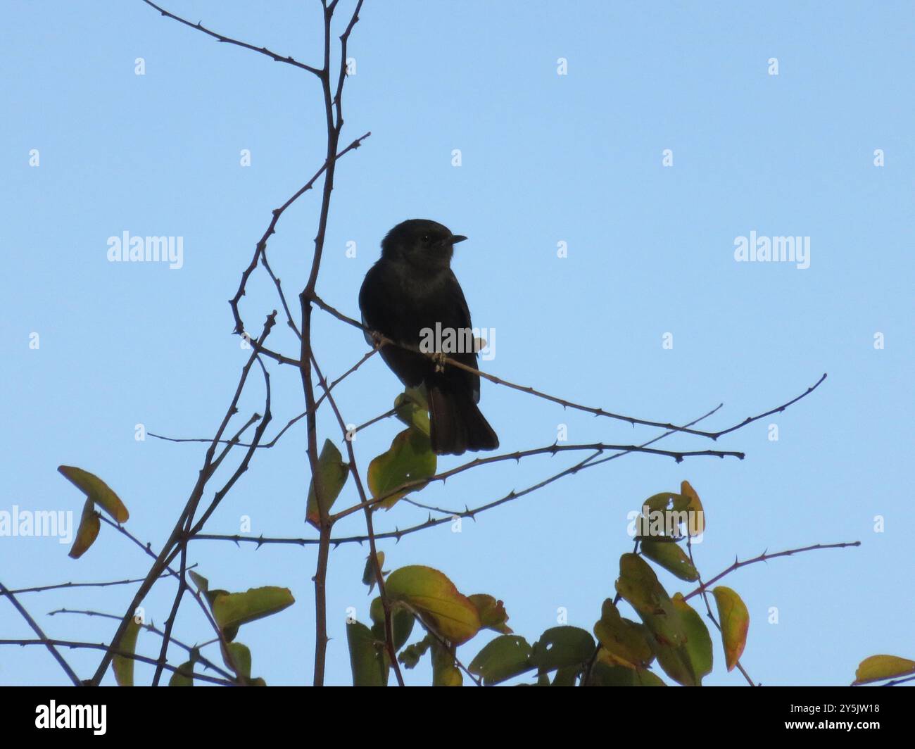 Southern Black-Flycatcher (Melaenornis pammelaina) Aves Foto Stock