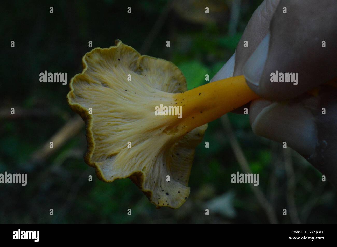 Funghi del piede giallo (Craterellus lutescens) Foto Stock
