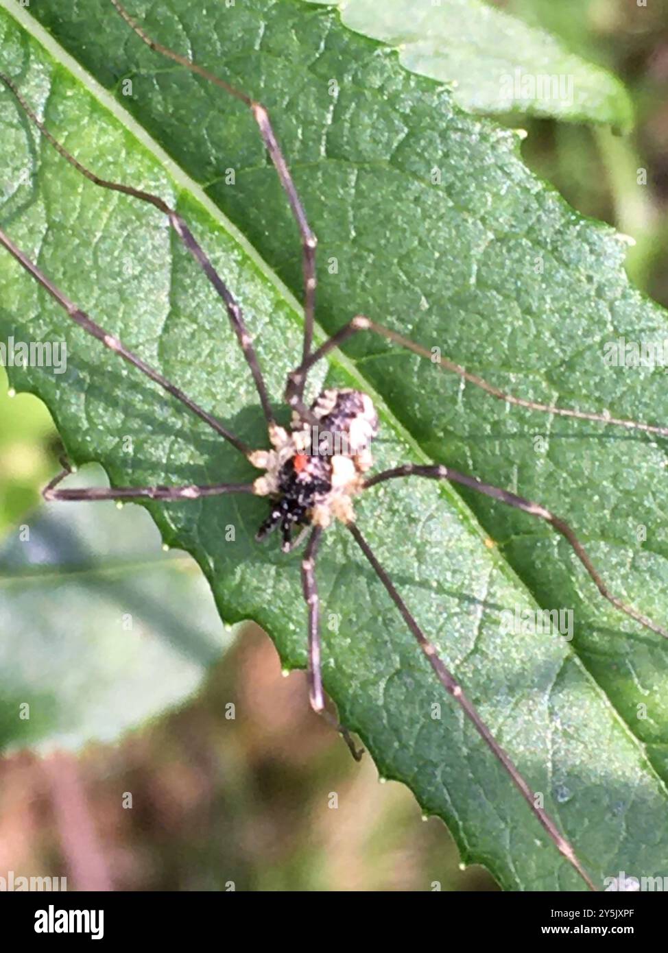 Saddleback Harvestman (Mitopus morio) Arachnida Foto Stock